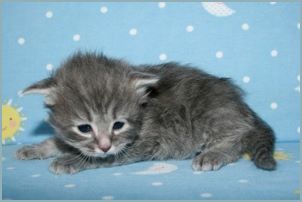 Male Siberian Kitten from Deedlebug Siberians